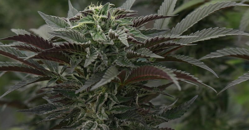Island Sweet Skunk: Aroma, Wirkung und Anbau im Überblick