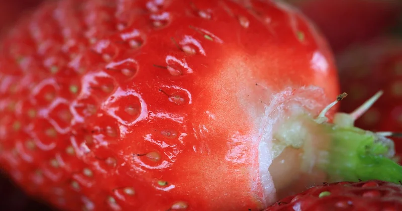 Was tun mit der Ernte? Rezepte und Verarbeitung