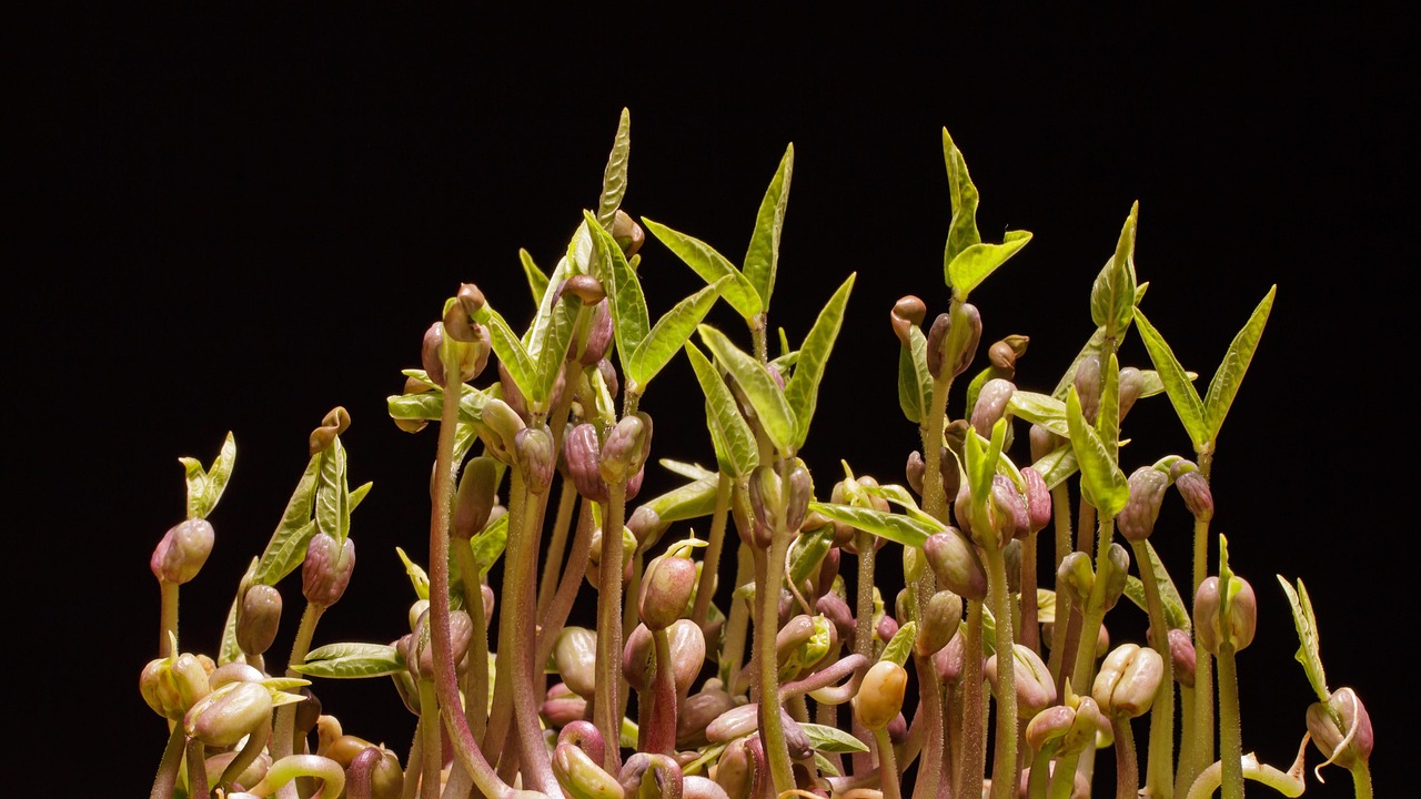 entdecken sie die vielfältige welt der gemüse: von saisonalen sorten über gesunde rezepte bis hin zu tipps zur lagerung – alles wissenswerte rund um gemüse auf einen blick.